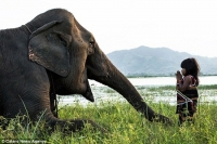 Bé gái M'Nông 6 tuổi có biệt tài huấn luyện voi lên báo nước ngoài