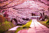 Lễ hội hoa anh đào Nhật Bản năm 2016 sẽ diễn ra tại Hoàng thành Thăng Long